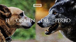 El ENIGMATICO y SORPRENDENTE origen del Perro  DOCUMENTAL [upl. by Cooperman]