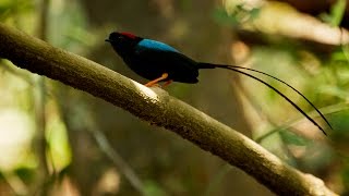 Manakin Mating Song and Dance [upl. by Hicks]