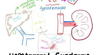 Hepatorenal Syndrome mechanism [upl. by O'Dell745]