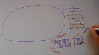 Structure cellulaire 1  Membrane noyau appareil de Golgi [upl. by Delgado]