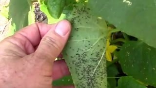 Tons of Aphids on the Cucumbers [upl. by Det]