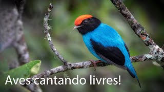 Brazilian Birds Singing  Aves Brasileiras [upl. by Rekoob]