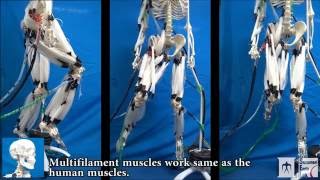 Musculoskeletal Robot Driven by Multifilament Muscles [upl. by Natassia]