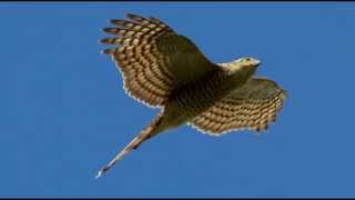 Sparrowhawk Bird Call Bird Song [upl. by Legnalos]