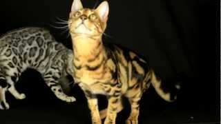 Introduction To Bengal Cats Part 2 Personality [upl. by Katrine]