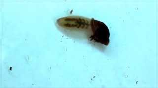 Carnivorous Leech Empties a Water Snail [upl. by Madeleine]