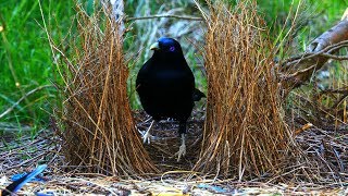 Satin Bowerbird courtship behavior 4K [upl. by Rosalba647]