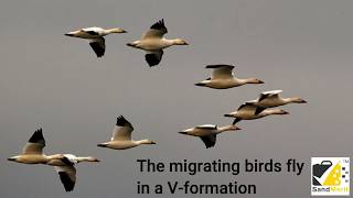 What Leaders can learn from Bird Flying in V formation [upl. by Johannessen]