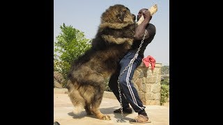 Biggest Caucasian shepherd dogs at Petlove kennels Nigeria [upl. by Nonnad]