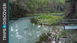 Rock Springs Run is Floridas Natural Lazy River [upl. by Durston]