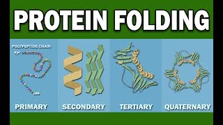 PROTEIN FOLDING [upl. by Yrro]