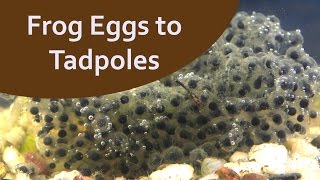 Frog Egg Development Time Lapse [upl. by Coppock]