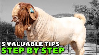 REVEALED How to be successful in goat farming  Boer Goats [upl. by Harutak]