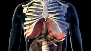 Diaphragm  3D Medical Animation  ABP © [upl. by Rossner177]