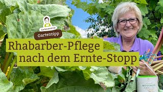 RhabarberPflege nach Ernteschluss  ErnteStopp ab 24 Juni [upl. by Afaw]