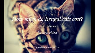 How much do Bengal cats cost [upl. by Eneluqcaj]