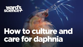 Caring and Culturing for Daphnia [upl. by Akinom]