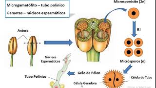 Ciclo de Vida das Angiospermas [upl. by Rezzani336]