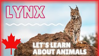 Learn About Lynx Educational Video  ESL Listening Lesson  Iconic Canadian Animals  Fun English [upl. by Head]