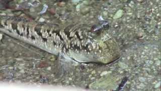 Fish In Trees  Mudskippers In Mangroves [upl. by Merwin69]