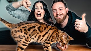 Bengal Cat PROS AND CONS  BEST or WORST Cat Breed [upl. by Yekcin]