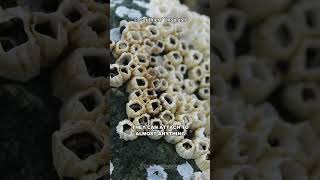 What Are Barnacles [upl. by Olag]