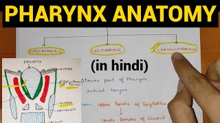 Pharynx Anatomy 14  Head amp Neck  Anatomy [upl. by Hildagarde]