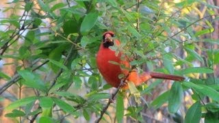 Northern Cardinal Calling  4 different calls [upl. by Drud]