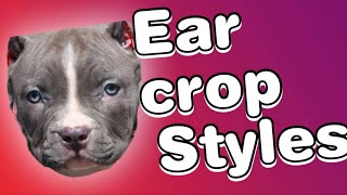 Ear cropping styles for Pitbulls [upl. by Dewitt494]