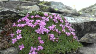 Vier Tage im Nationalpark Hohe Tauern [upl. by Assilym]