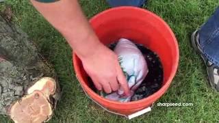 Establishing Buffalograss Presoak amp Planting [upl. by Aggi]