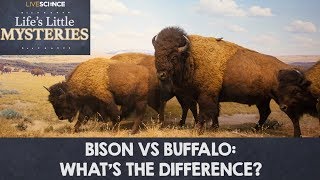 Bison vs Buffalo Whats the Difference [upl. by Boleyn113]