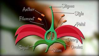 Flower Dissection  Reproduction in flowering plants [upl. by Dranyar942]