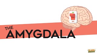 What is the amygdala [upl. by Anuahc]