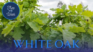 Tree of the Week White Oak [upl. by Aihtnamas296]