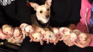 Chihuahua Breaks World Record by Having 11 Puppies [upl. by Aicenev]