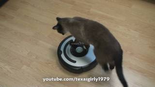 Cat shows HOW TO use iRobot Roomba Vacuum [upl. by Peugia]