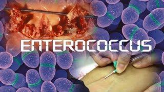 Enterococcus [upl. by Milena]