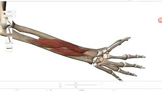 기능해부학아래팔과 손의 근육 Functional AnatomyLower arm and Hand [upl. by Nilknarf]