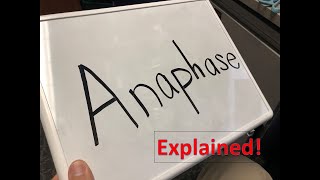 Anaphase explained [upl. by Etterraj]