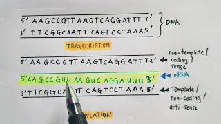 Template vs Nontemplate Noncoding vs Coding strand of DNA [upl. by Yatnahs]