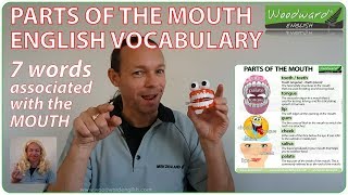 Parts of the Mouth  English Vocabulary [upl. by Arot169]