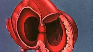 Heart embryology video [upl. by Elwina]