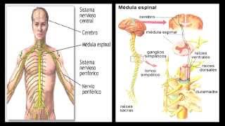 Patologías del Sistema Nervioso [upl. by Gaughan]