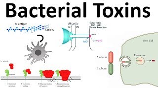 bacterial toxins Endotoxin and Exotoxins [upl. by Ettelracs]