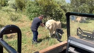 Incredibly CLOSE Lion Safari Encounters  South Africa Safaris [upl. by Bilak]