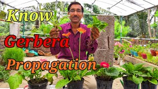 How to Propagate GERBERA Plants [upl. by Cioban]