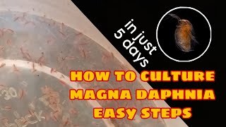 How to Culture Magna Daphnia Easily [upl. by Idihsar]