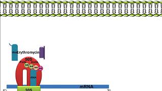 Erythromycin Mechanism of Action [upl. by Eilah]