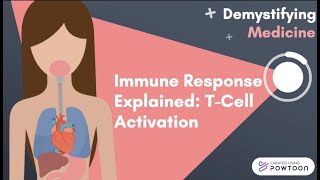 Immune Response Explained TCell Activation [upl. by Teuton12]